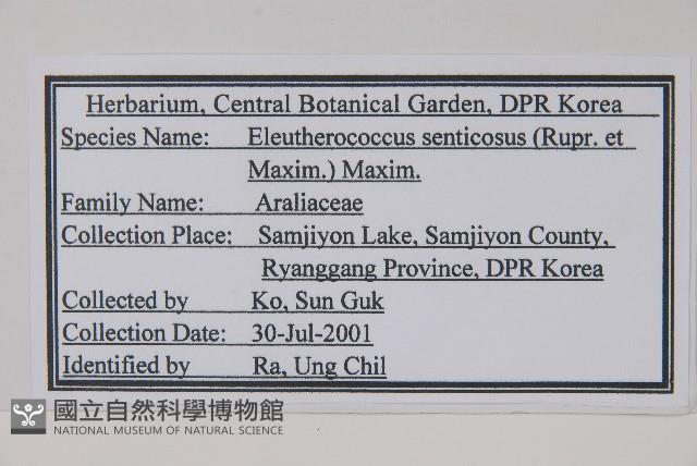 刺五加藏品圖，第2張