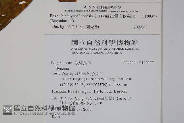 出雲山秋海棠藏品圖，第2張