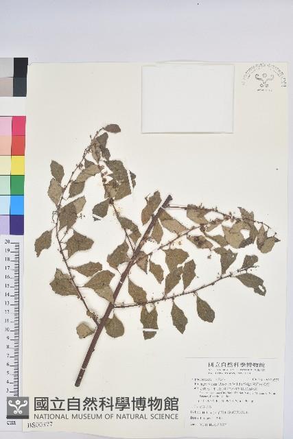 山枇杷、臺灣枇杷藏品圖，第1張