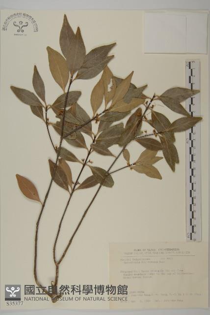 福建賽衛矛、福建假衛矛藏品圖，第1張