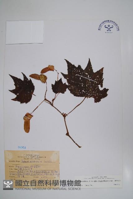 裂葉秋海棠藏品圖，第1張