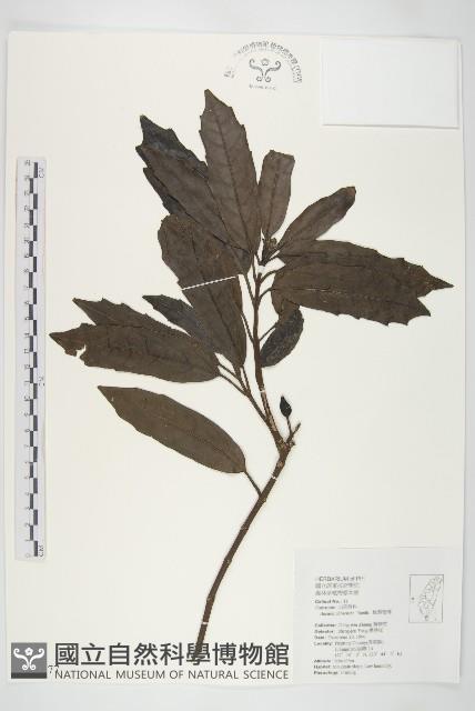 桃葉珊瑚藏品圖，第1張