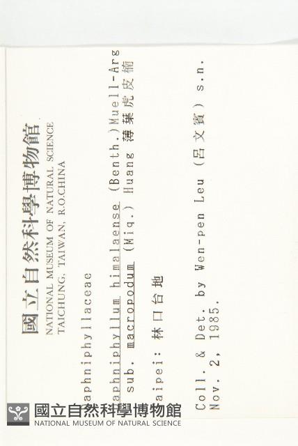 薄葉虎皮楠藏品圖，第2張