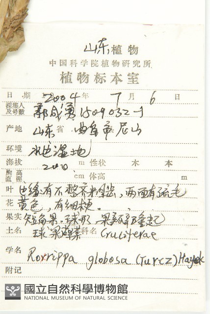 風花菜、球果山芥菜藏品圖，第2張