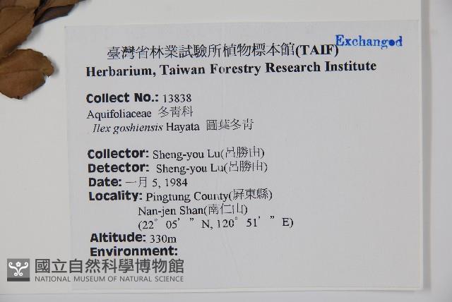 圓葉冬青藏品圖，第2張