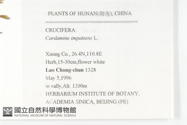 水花菜藏品圖，第2張