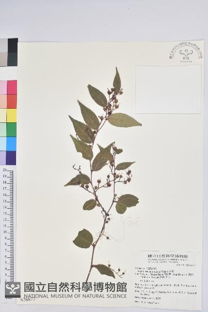 白珠樹藏品圖，第1張