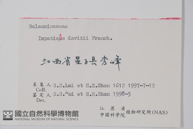 牯嶺鳳仙花藏品圖，第2張