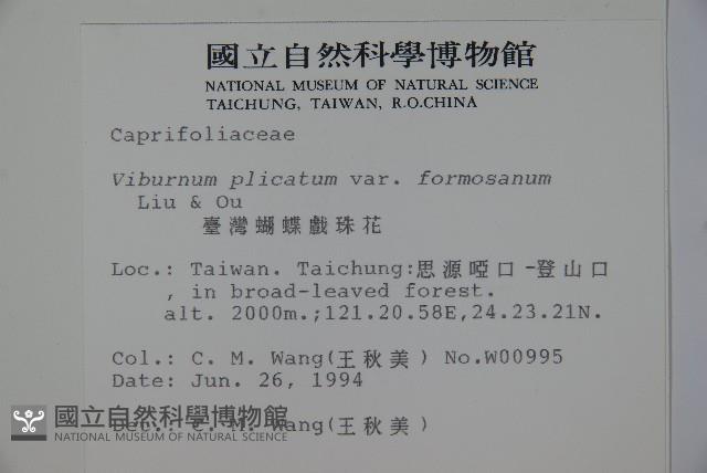 臺灣蝴蝶戲珠花、臺灣蝴蝶花藏品圖，第2張