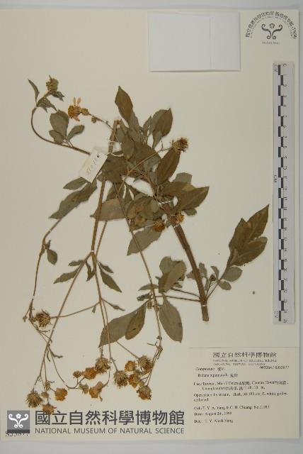 鬼針藏品圖，第4張