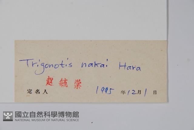 森林附地菜藏品圖，第2張