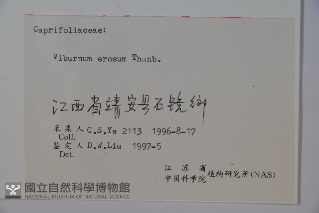 松田氏莢迷、宜昌莢迷藏品圖，第2張