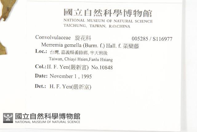 菜欒藤藏品圖，第2張