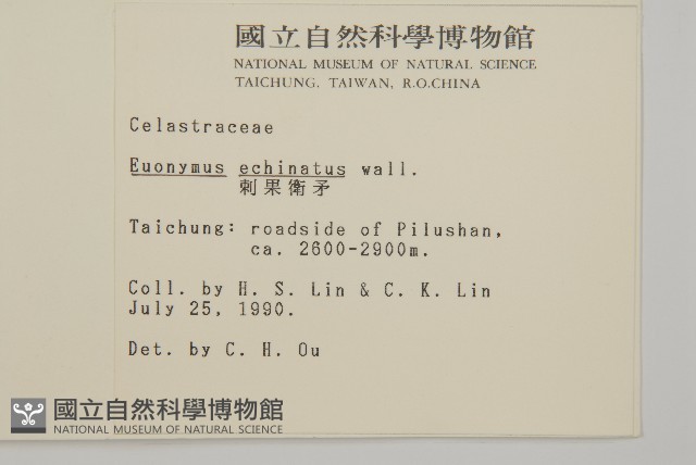 刺果衛矛藏品圖，第2張