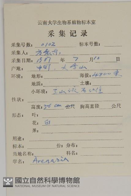 多柱無心菜藏品圖，第2張