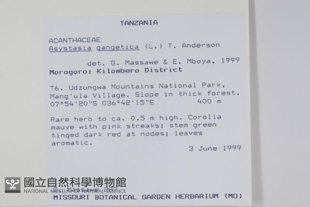 赤道櫻草藏品圖，第2張