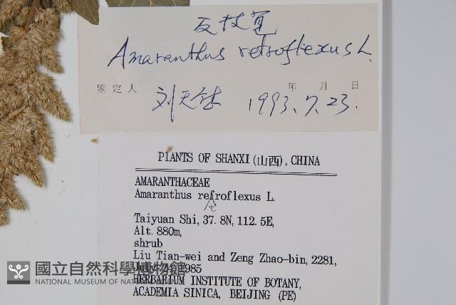 反枝莧藏品圖，第2張