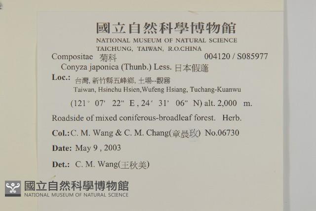 日本假蓬藏品圖，第2張