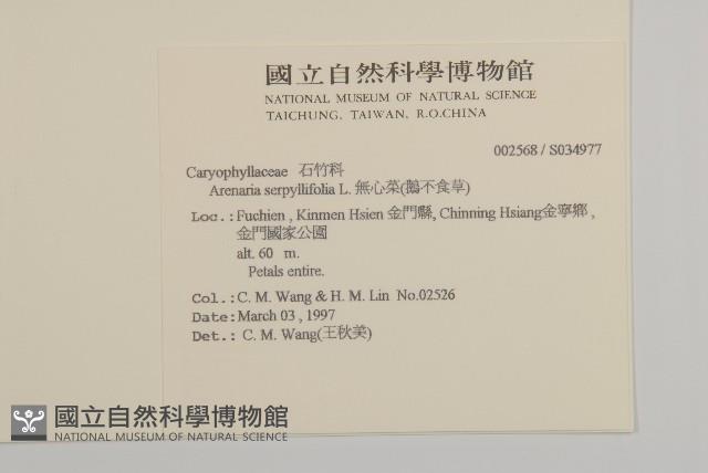 無心菜、鵝不食草藏品圖，第2張