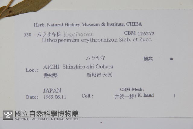 紫草藏品圖，第2張