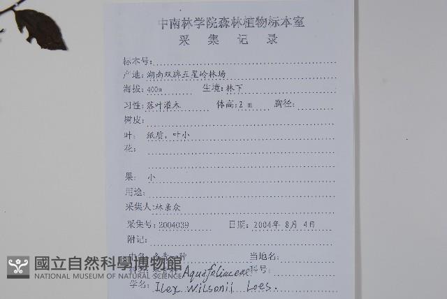 威氏冬青藏品圖，第2張