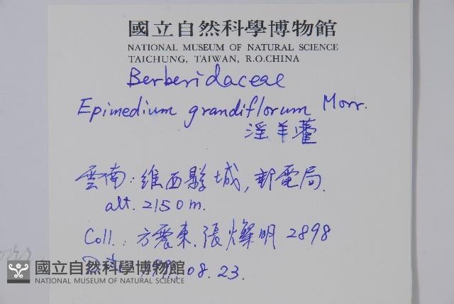 淫羊藿藏品圖，第2張