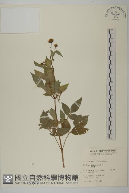 鬼針藏品圖，第1張