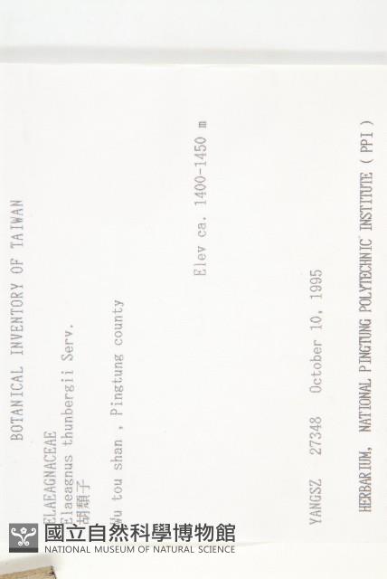 鄧氏胡頹子藏品圖，第2張