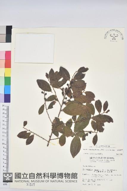 土密樹藏品圖，第1張