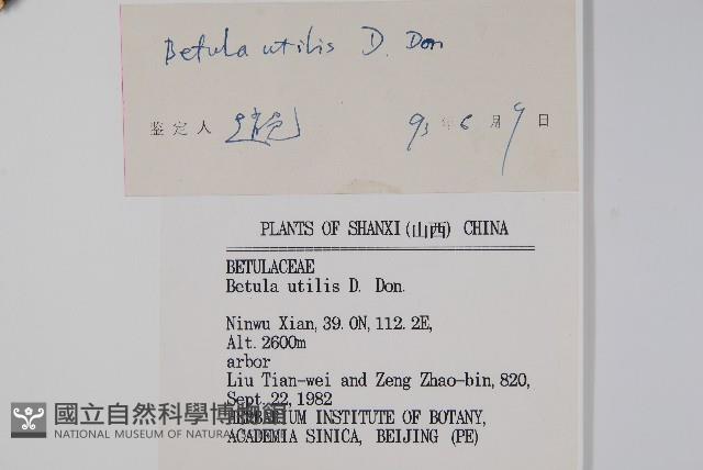 糙皮樺藏品圖，第2張