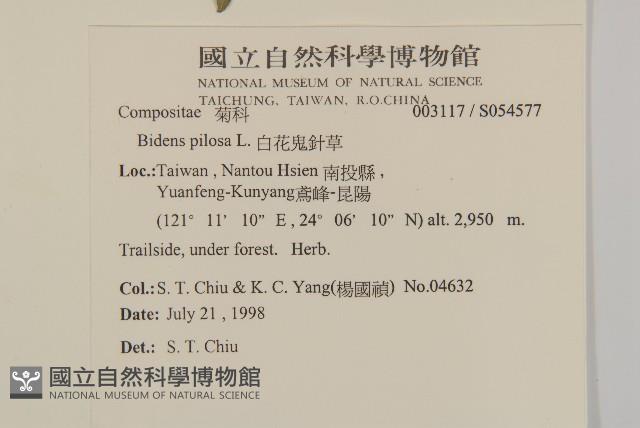 白花鬼針藏品圖，第2張