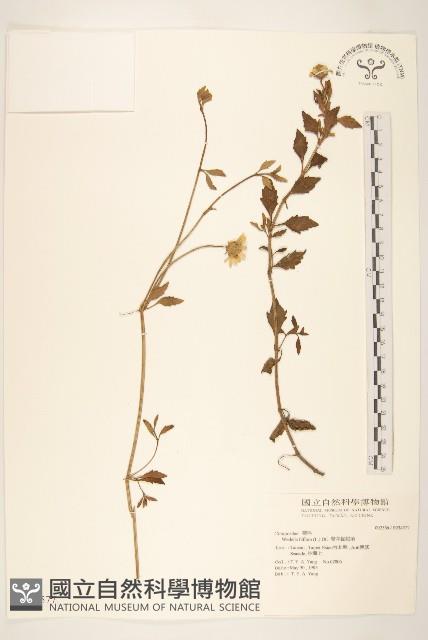 雙花蟛蜞菊藏品圖，第1張