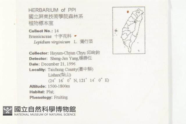 獨行菜藏品圖，第2張