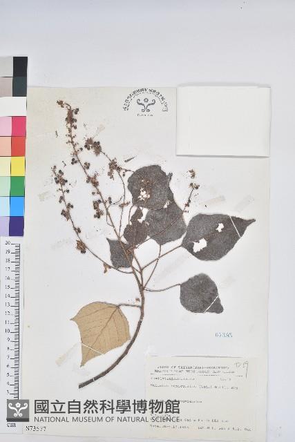 白匏子藏品圖，第1張