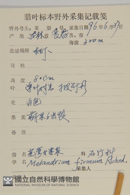 堅硬女婁菜藏品圖，第2張
