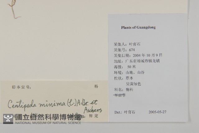 石胡荽、吐金草藏品圖，第2張