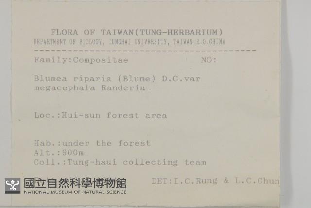 大頭艾納香藏品圖，第2張