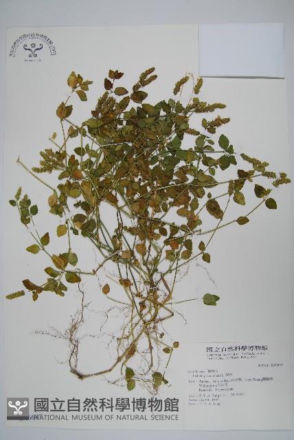 爵床藏品圖，第1張