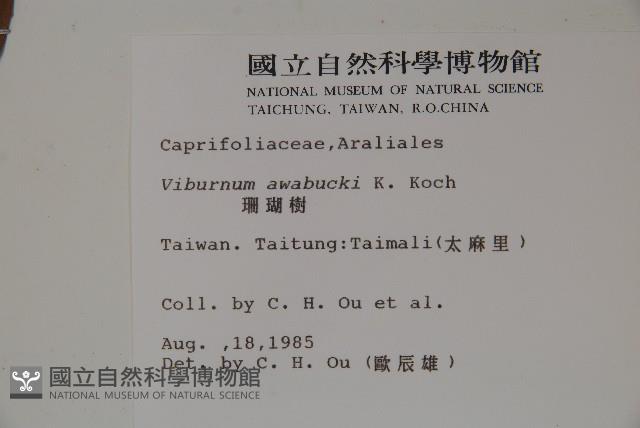 珊瑚樹藏品圖，第2張