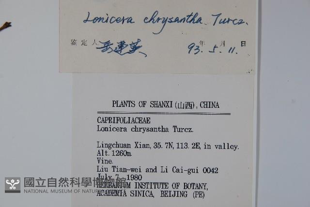 金花忍冬藏品圖，第2張