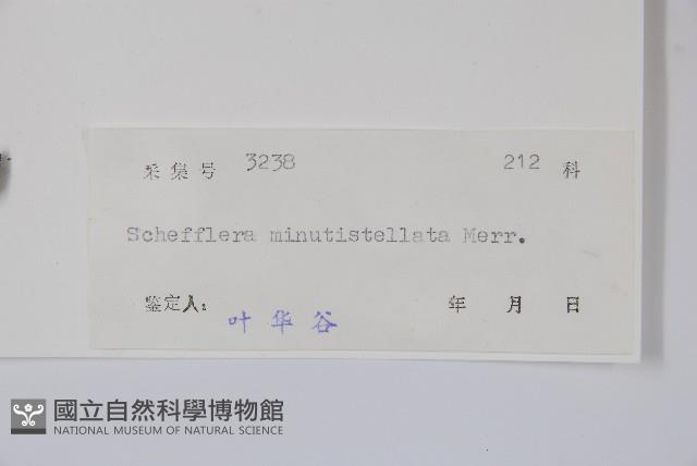 星毛鴨腳木藏品圖，第2張