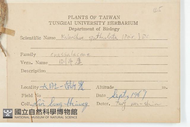 倒吊蓮、匙葉燈籠草藏品圖，第2張