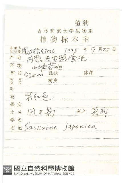 鳳毛菊藏品圖，第2張