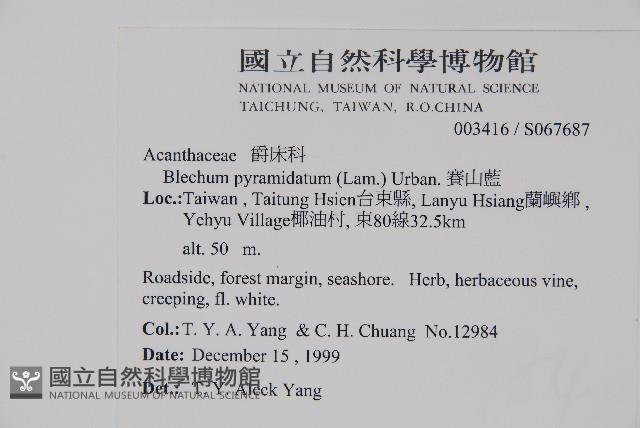 賽山藍藏品圖，第2張