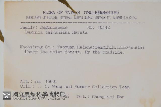 臺灣秋海棠藏品圖，第2張