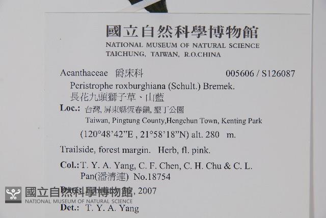 長花九頭獅子草、山藍藏品圖，第2張