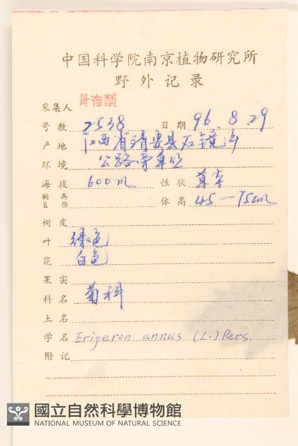 台灣馬鞍樹、島槐藏品圖，第2張