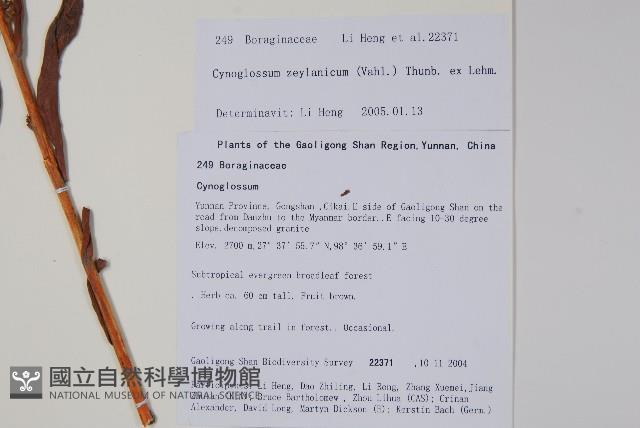 琉璃草藏品圖，第2張