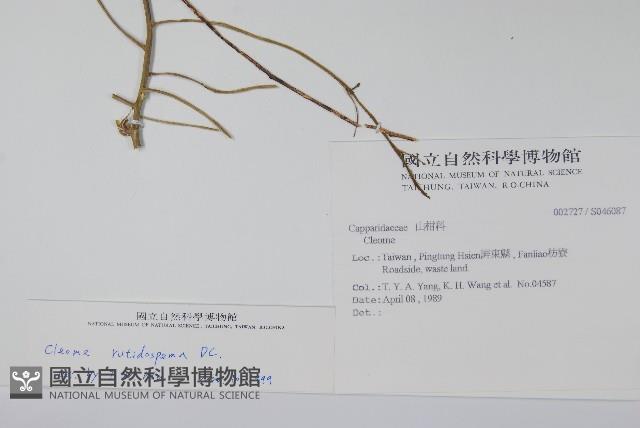 平伏莖白花菜、成功白花菜藏品圖，第2張