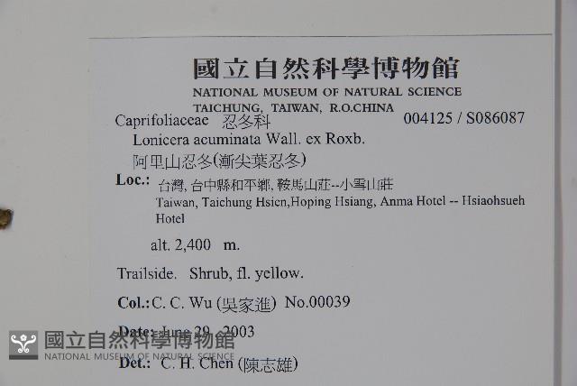 阿里山忍冬、漸尖葉忍冬藏品圖，第2張